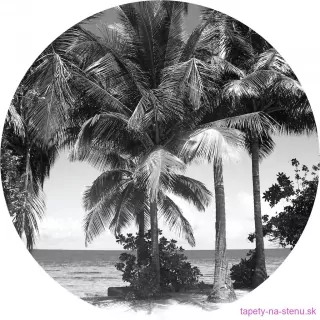 Samolepiaca fototapeta CR3209 Monochromatic Palms 70 x 70 cm