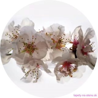 Samolepiaca fototapeta CR3306 Floating Flowers 140 x 140 cm