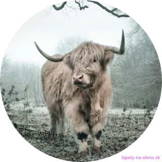 Samolepiaca fototapeta CR3329 Highlander 140 x 140 cm