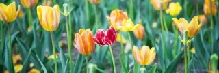Fototapeta Dimex Tulipány KI180-122 | 180 x 60 cm