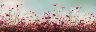 Fototapeta Dimex Jarné pole KI180-126 | 180 x 60 cm