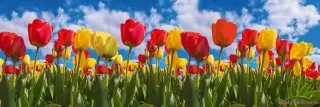 Fototapeta Dimex Tulipány KI180-131 | 180 x 60 cm