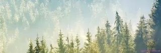 Fototapeta Dimex Hmla nad lesom KI180-141 | 180 x 60 cm