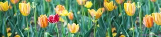 Fototapeta Dimex Tulipány KI260-122 | 260 x 60 cm