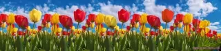 Fototapeta Dimex Pole tulipánov KI260-131 | 260 x 60 cm