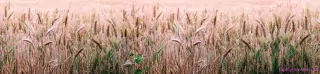 Fototapeta Dimex Pšeničné pole KI260-136 | 260 x 60 cm