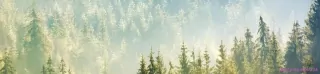 Fototapeta Dimex Hmla nad lesom KI260-141 | 260 x 60 cm