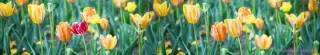 Fototapeta Dimex Tulipány KI350-122 | 350 x 60 cm