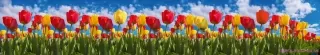 Fototapeta Dimex Pole tulipánov KI350-131 | 350 x 60 cm