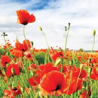 Vliesové fototapety Red Poppies L-188