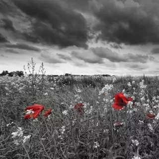 Vliesové fototapety Poppies Black L-191