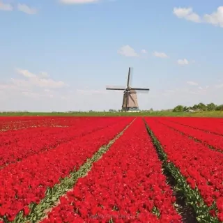 Vliesové fototapety Tulips and Mill L-192