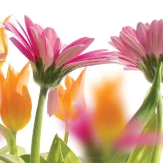 Vliesové fototapety Flower L-200