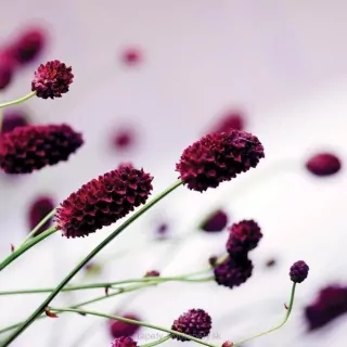 Vliesové fototapety Floral Violet L-202