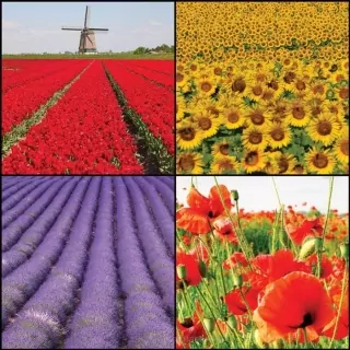 Vliesové fototapety Flower Collage L-204
