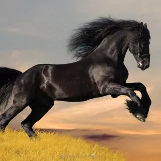 Vliesové fototapety Black Horse L-213