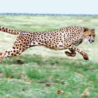 Vliesové fototapety Gepard L-216