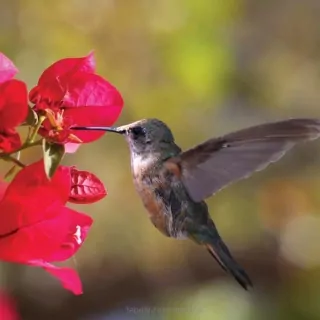 Vliesové fototapety Kolibrík L-225