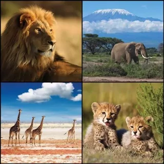 Vliesové fototapety Animal Collage L-226