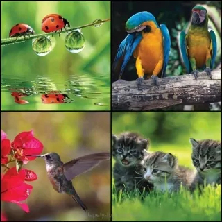 Vliesové fototapety Animals L-227