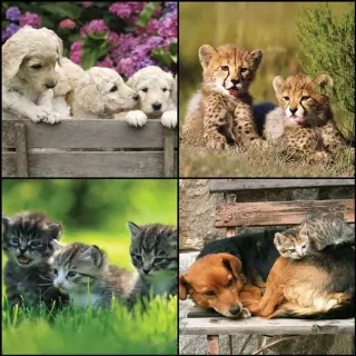 Vliesové fototapety Cute Animals L-229
