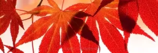 Fototapeta Dimex Red Leaves KI180-008 | 180 x 60 cm