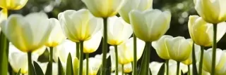 Fototapeta Dimex White Tulips KI180-009 | 180 x 60 cm