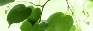 Fototapeta Dimex Green Leaves KI180-010 | 180 x 60 cm