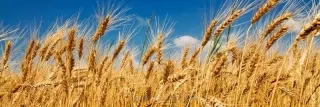 Fototapeta Dimex Wheat KI180-011 | 180 x 60 cm