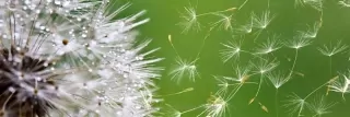 Fototapeta Dimex Dandelion KI180-012 | 180 x 60 cm