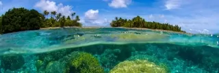 Fototapeta Dimex Coral KI180-013 | 180 x 60 cm