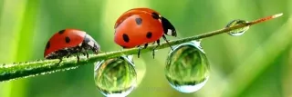 Fototapeta Dimex Ladybird KI180-015 | 180 x 60 cm