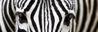 Fototapeta Dimex Zebra KI180-016 | 180 x 60 cm