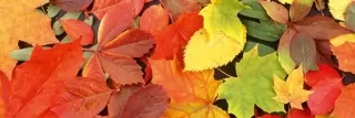 Fototapeta Dimex Leaves KI180-027 | 180 x 60 cm