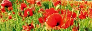 Fototapeta Dimex Red Poppies KI180-028 | 180 x 60 cm