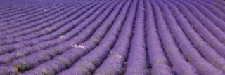 Fototapeta Dimex Lavender KI180-029 | 180 x 60 cm
