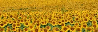 Fototapeta Dimex Sunflowers KI180-030 | 180 x 60 cm