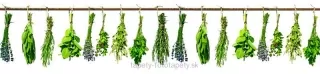Fototapeta Dimex Bylinky KI260-007 | 260 x 60 cm