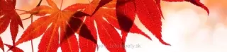 Fototapeta Dimex Red Leaves KI260-008 | 260 x 60 cm