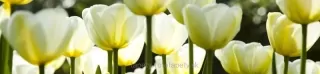 Fototapeta Dimex White Tulips KI260-009 | 260 x 60 cm
