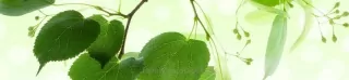 Fototapeta Dimex Green Leaves KI260-010 | 260 x 60 cm