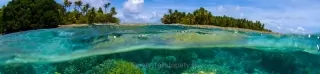 Fototapeta Dimex Coral KI260-013 | 260 x 60 cm