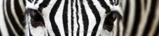 Fototapeta Dimex Zebra KI260-016 | 260 x 60 cm