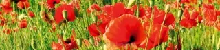 Fototapeta Dimex Poppies KI260-028 | 260 x 60 cm