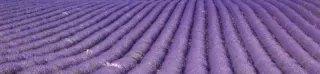 Fototapeta Dimex Lavender KI260-029 | 260 x 60 cm