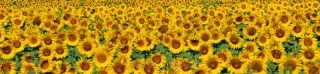 Fototapeta Dimex Sunflowers KI260-030 | 260 x 60 cm