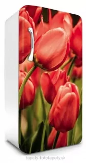 Fototapeta Dimex Red Tulips 65 x 120 cm FR120-012
