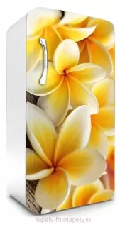 Fototapeta Dimex Plumeria 65 x 120 cm FR120-013