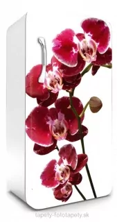 Fototapeta Dimex Orchid 65 x 120 cm FR120-014