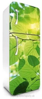 Fototapeta Dimex Leaves 65 x 180 cm FR180-009